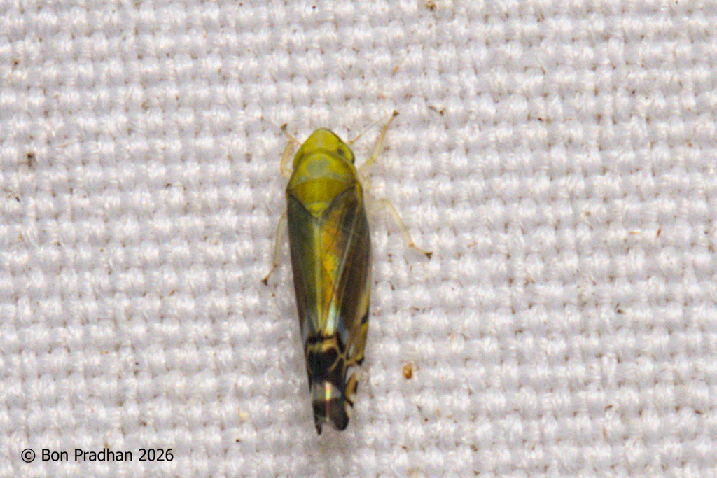 Aguriahana picta
