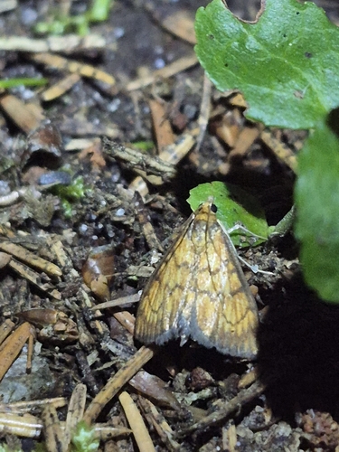 Ecpyrrhorrhoe rubiginalis