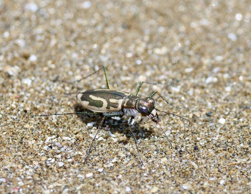 锚纹虎甲