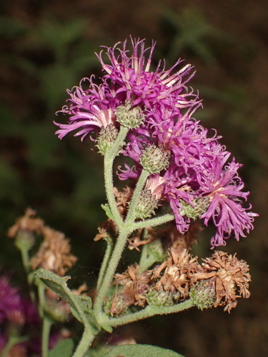 Western Ironweed