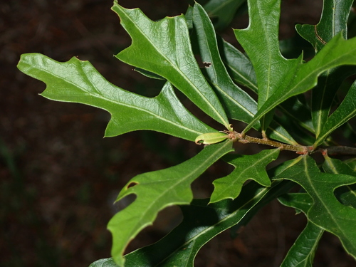 water oak