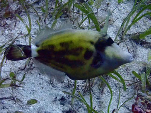 Cantherhines fronticinctus observed 2026-07-05