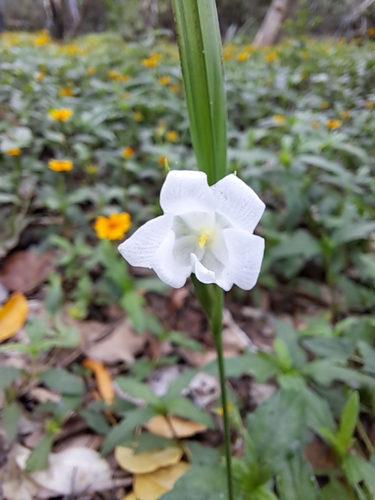 Cipura campanulata, photograph 2
