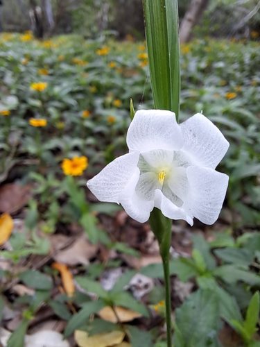 Cipura campanulata, photograph 3