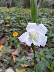 Cipura campanulata, photograph (c) Jezreel Tiul, some rights reserved (CC BY)