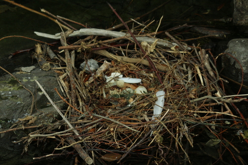 Plume de Cygne tuberculé