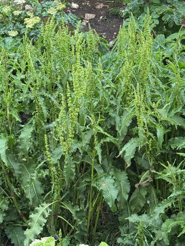 Rumex longifolius, photograph 4