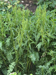 Rumex longifolius, photograph (c) Nikita Lavrenov, some rights reserved (CC BY)