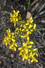 Senecio crenatus