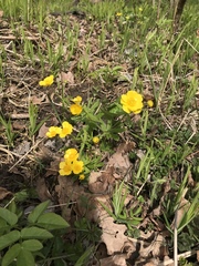 Ranunculus cassubicus