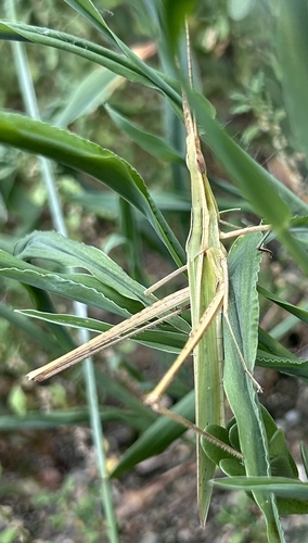 Oriental Longheaded Locust