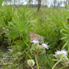 Hesperia attalus slossonae