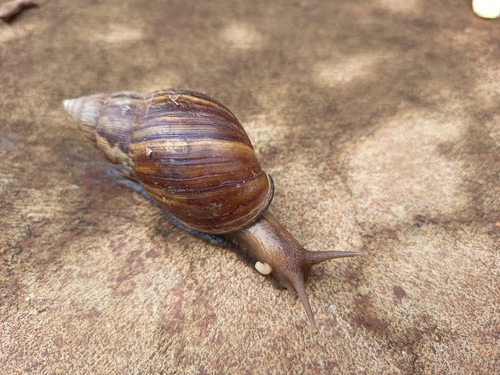 African Giant Snail