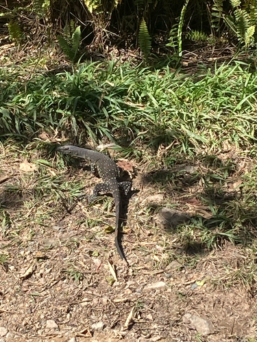 Lace Monitor