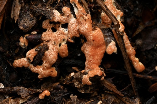 Hypomyces armeniacus