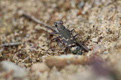 Cicindela repanda repanda