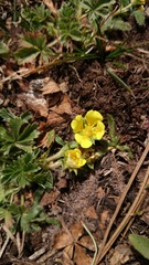 Potentilla leonina