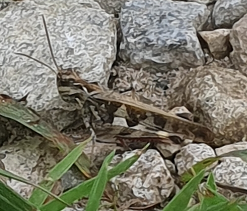 Oedaleus infernalis