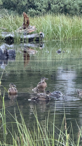 iNaturalist observation photo of Mallard