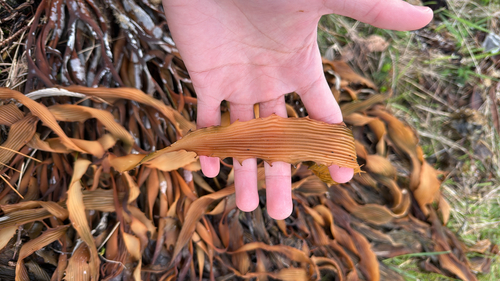 Lessonia corrugata, 2026-07-30