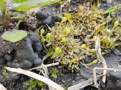 Physcomitrium pyriforme