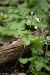 Cardamine diphylla