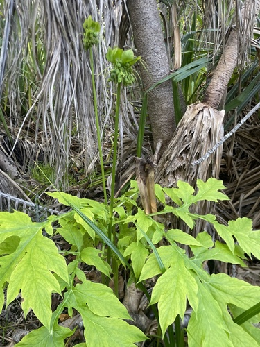 Tacca leontopetaloides observed 2026-07-29