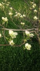 Cornus kousa