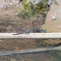 Acanthagrion lancea