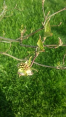 Cornus kousa