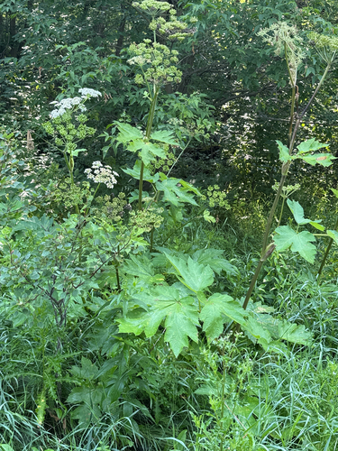 common cowparsnip