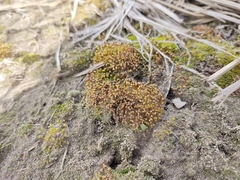 Physcomitrium pyriforme