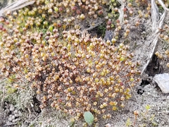 Physcomitrium pyriforme