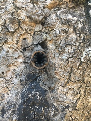 Scaptotrigona postica