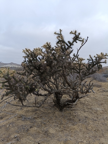 Cylindropuntia molesta