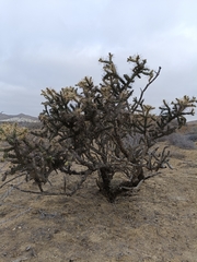 Cylindropuntia molesta