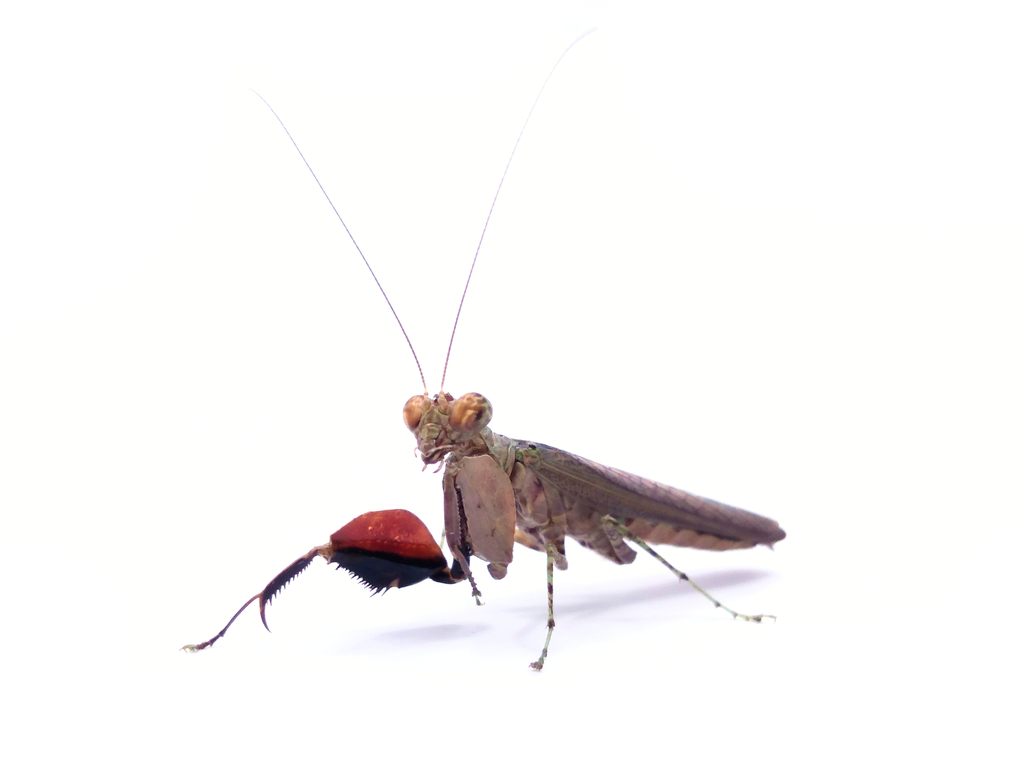 Catestiasula moultoni