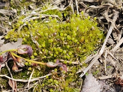 Physcomitrium pyriforme
