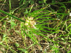 Allium canadense canadense