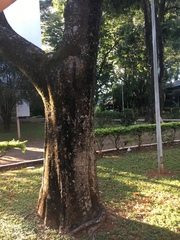 Scaptotrigona postica