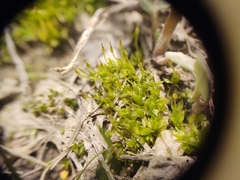 Physcomitrium pyriforme