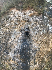 Scaptotrigona postica