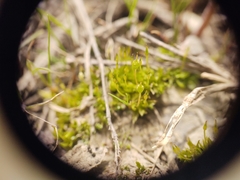 Physcomitrium pyriforme