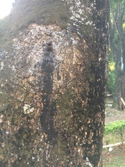 Scaptotrigona postica