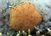 Spiny Cushion Star - Photo (c) 
Philippe Bourjon, some rights reserved (CC BY-SA)