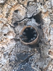 Scaptotrigona postica