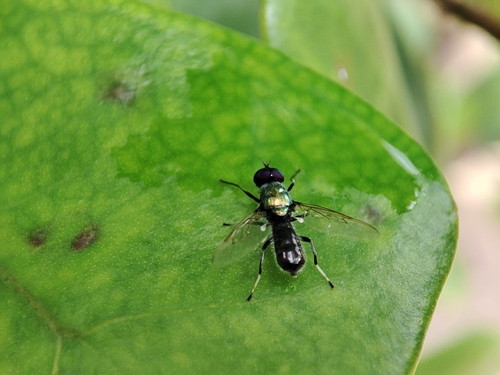 Prosopochrysa vitripennis