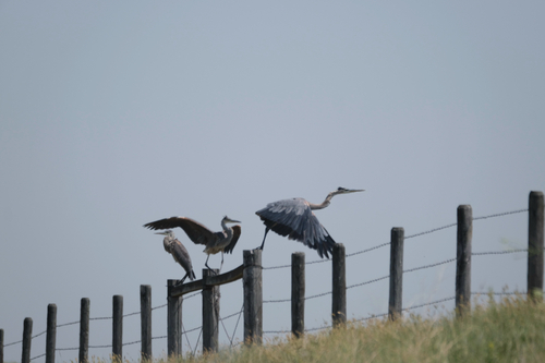 Great Blue Heron