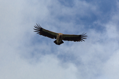 Himalayan Griffon