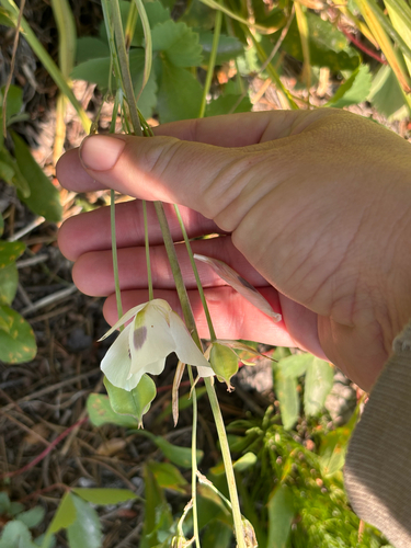 Calochortus eurycarpus, photograph 3